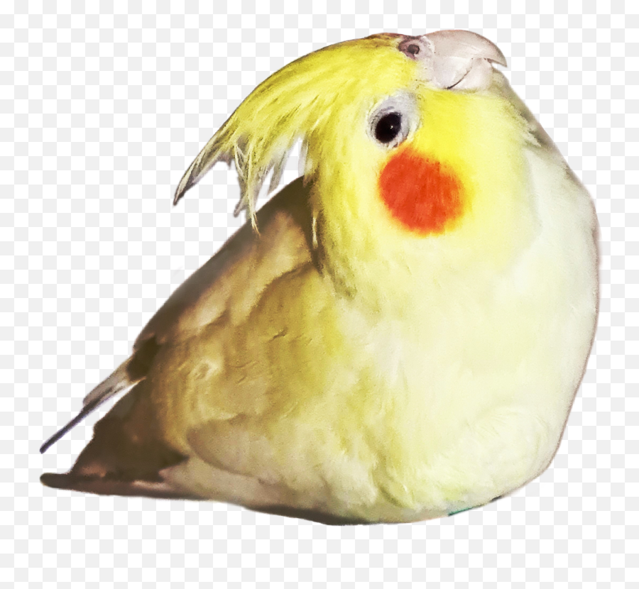 Popular And Trending Cockatiel Stickers Picsart - Cockatiel Emoji,Cockatiel Emoji