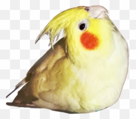 Popular And Trending Cockatiel Stickers Picsart - Cockatiel Emoji,Cockatiel Emoji