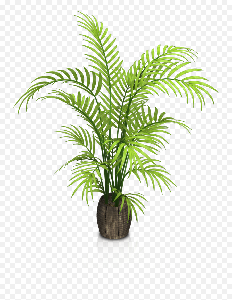 Free Transparent Plant Png Download - Transparent Palm Plant Png Emoji,Potted Plant Emoji