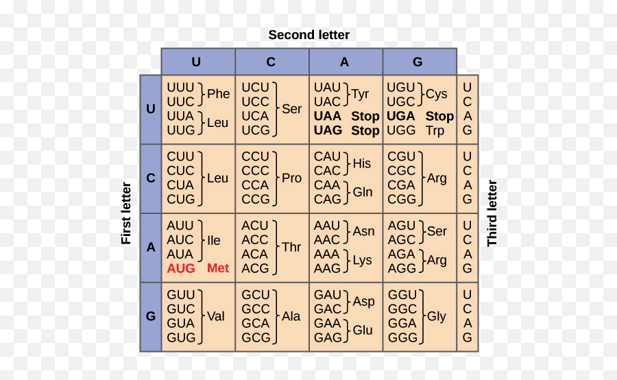 The Genetic Code U0026 Codon Table Article Khan Academy - Nucleotide To Amino Acid Emoji,Uga Emoji Android