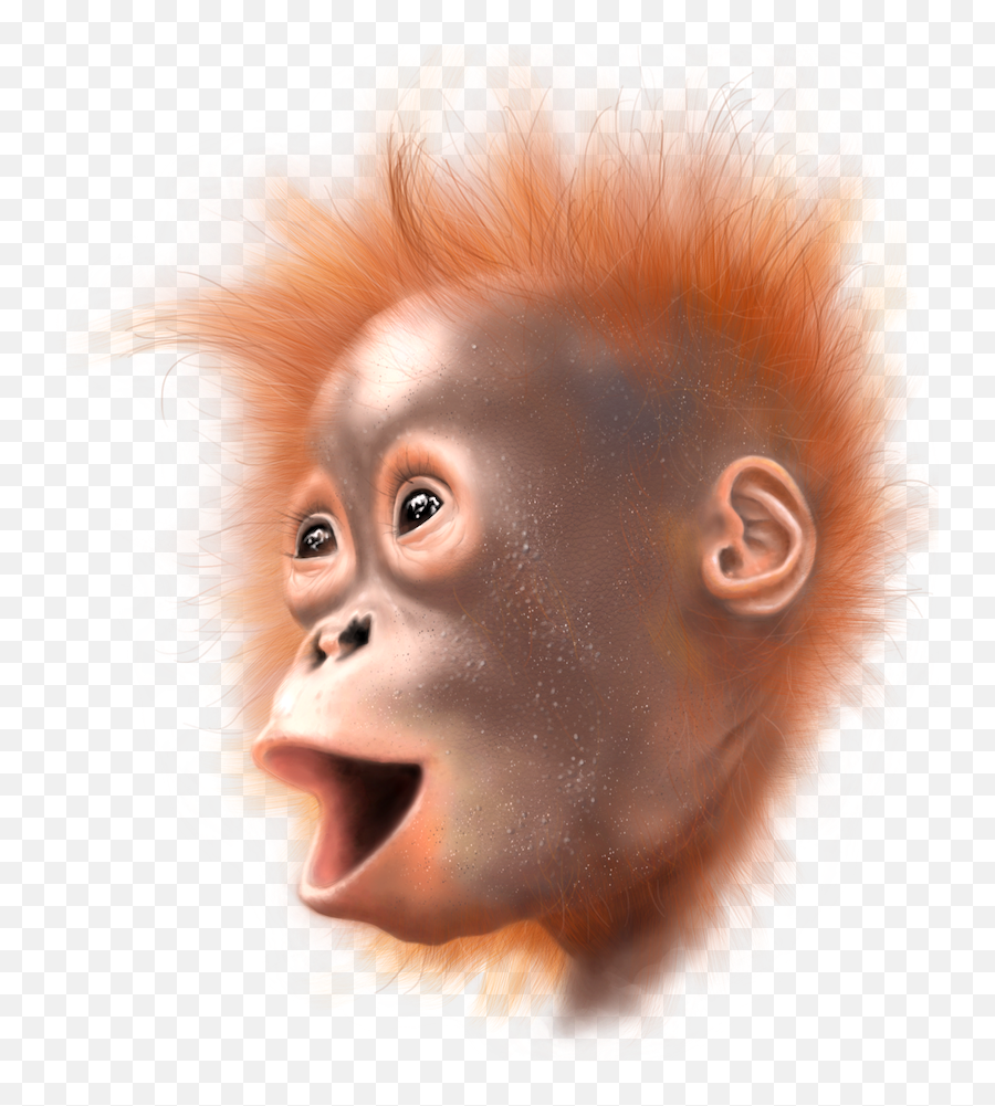 Scott Liang - Ugly Emoji,Orangutan Showing Emotions