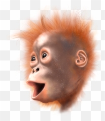 Scott Liang - Ugly Emoji,Orangutan Showing Emotions