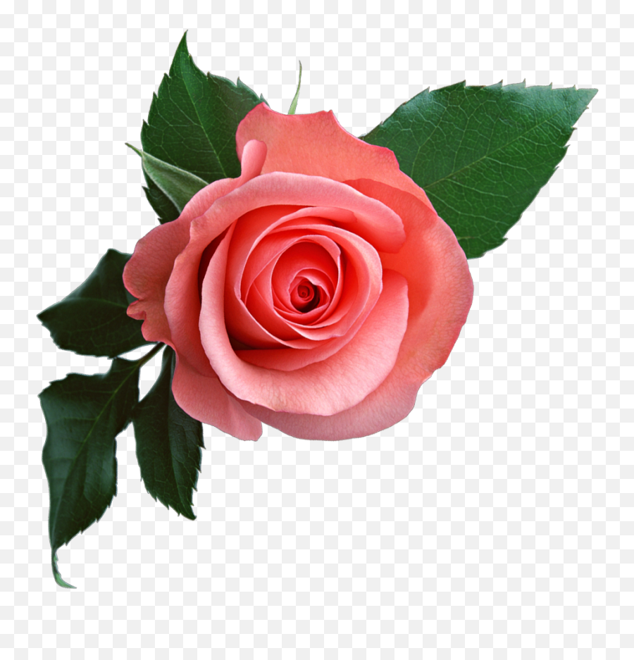 Clipart Roses Emoji Clipart Roses Emoji Transparent Free - Roses With Transparent Background,Pink Flower Emoji
