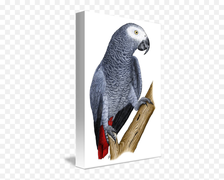 Art Collectibles Original African - African Gery Parrot Drawing Emoji,African Grey Parrot Reading Emotions