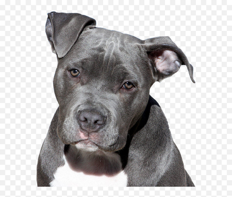 Amazon Take Dog Ear Cropping Kits - Portrait Pitbull Emoji,Looking For A Lap Dog And One That Responds To Emotion