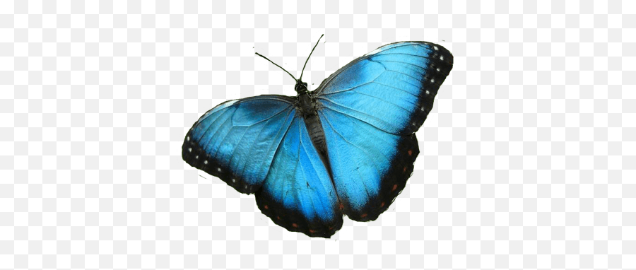 Blue Butterfly Png Hd Transparent Emoji,2 Blue Butterfly Emojis