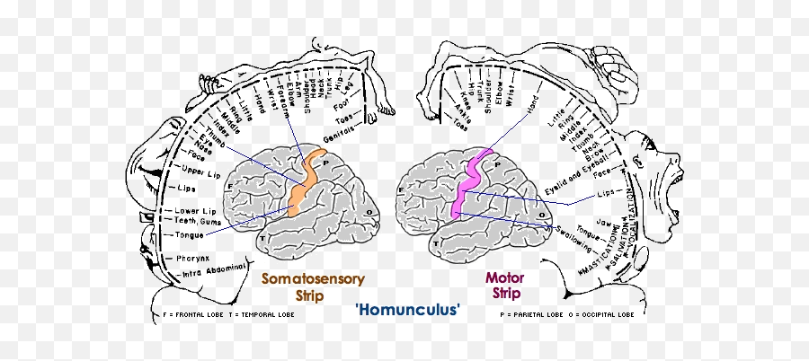 Hands On Fingers Hands Touching Feeling Movement - Homunculus Brain Emoji,Quotations On Emotion