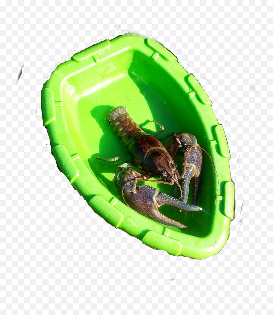 The Most Edited - Common Yabby Emoji,Lobster Emoji Iphone