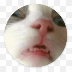 Talkitty - Cats Stickers By Alejandro Rodriguez Uson Emoji,Funny Cat Emotions