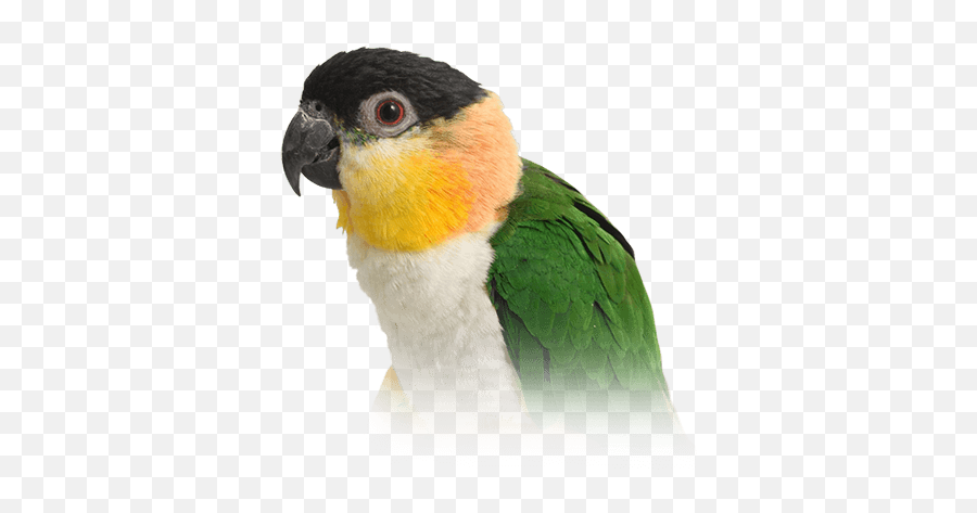 Caique Personality Food Care - Caique Parrot Emoji,African Grey Parrot Reading Emotions