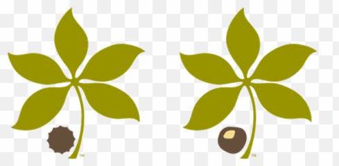 Buckeye Leaf Clipart - Clip Art Library Emoji,Brutus Buckeye Emoticon 50year