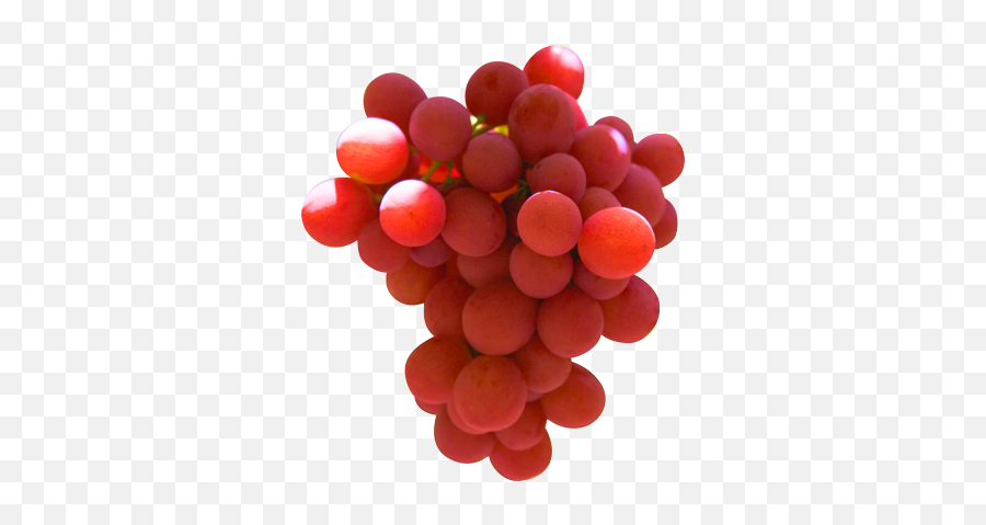 Table Grapes Subsole - Uva De Mesa Variedad Ralli Emoji,Facebook Emoticons Grapes