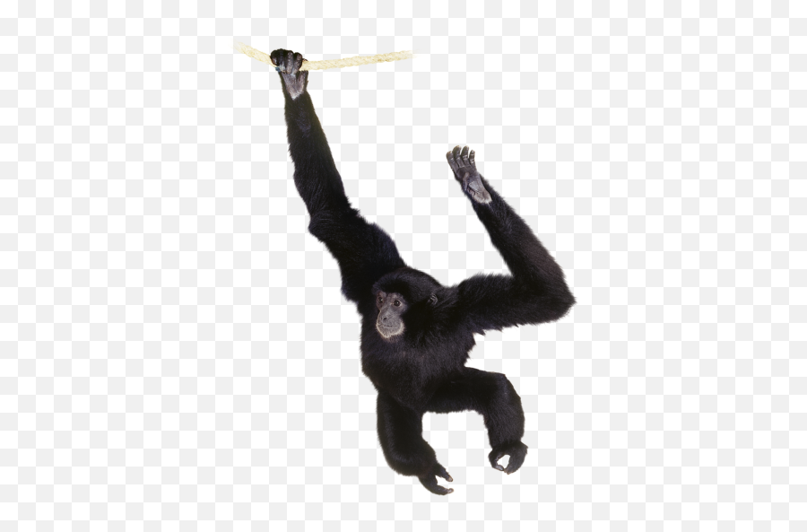 Angry Chimpanzee Monkey Picture Png Download - 29050 Hanging Monkey No Background Emoji,Ape Emoji Png