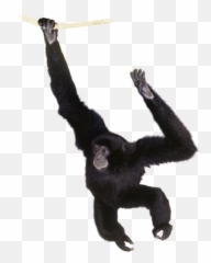 Angry Chimpanzee Monkey Picture Png Download - 29050 Hanging Monkey No Background Emoji,Ape Emoji Png