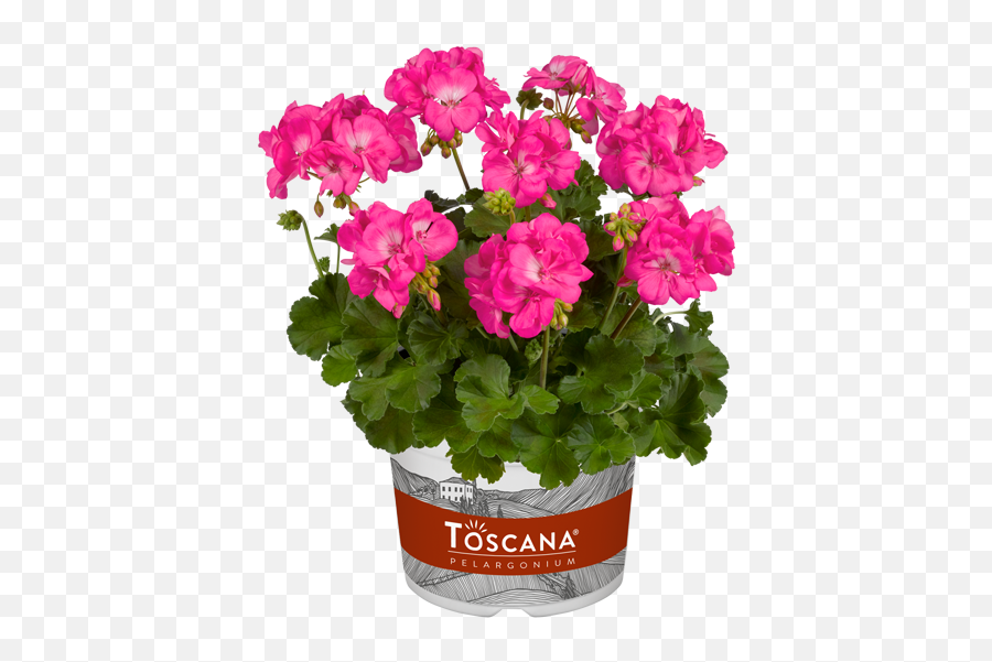 Pelargonium Galaxy - Artificial Flower Emoji,Emotion Code For Geranium