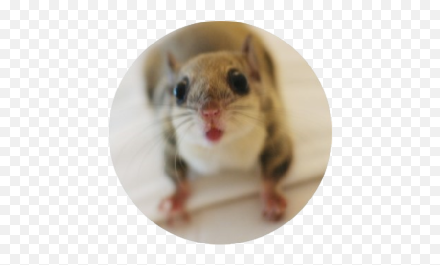 100 - Png Kangaroo Rat Emoji,Jappan Emojis