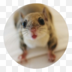 100 - Png Kangaroo Rat Emoji,Jappan Emojis