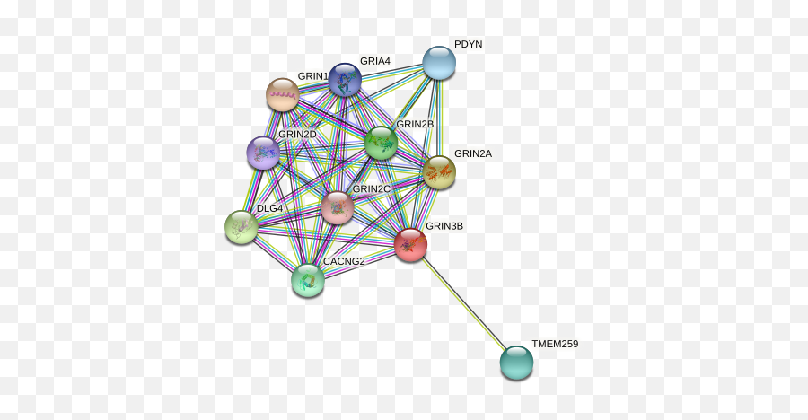 Grin3b Protein Human - String Interaction Network Emoji,Substania Nigra Emotion