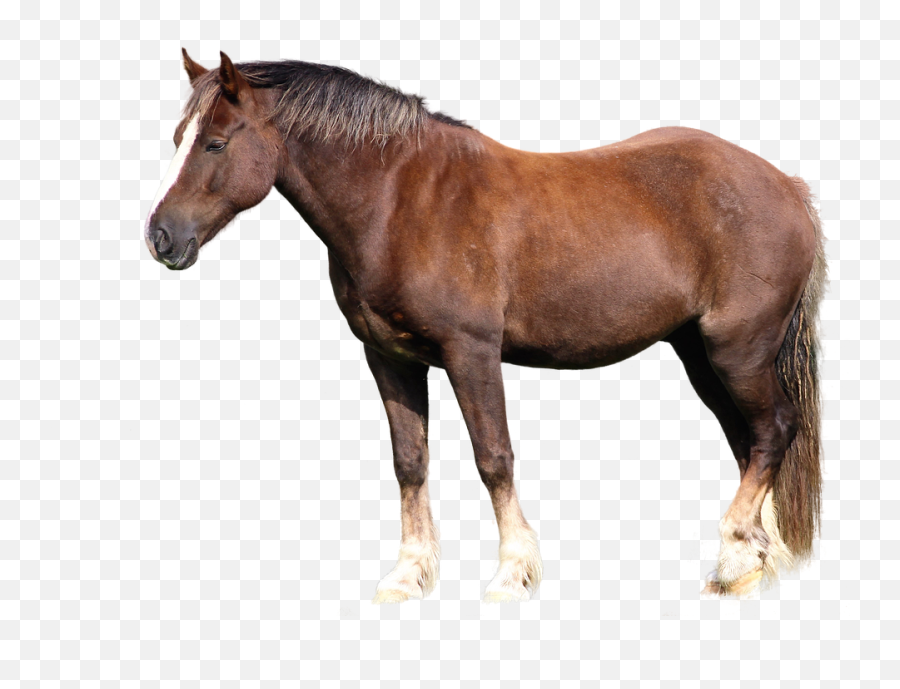 Animal Horse Ride Pasture Western - Horse Emoji,Horse Emotions
