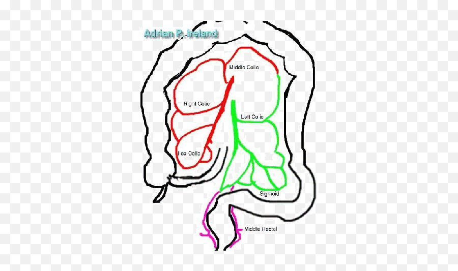 Blood Supply To The Colon - Bowel Blood Supply Emoji,Emotions Of The Splenic Flexure