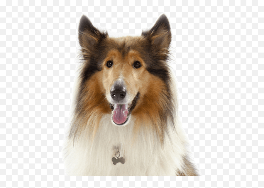 Collie Puppies For Sale - Adoptapetcom Rough Collie Png Emoji,Husky/border Collie Emoji