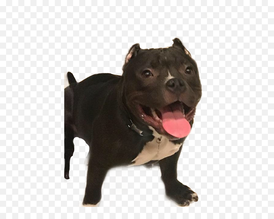 Pitbull Dog Sticker - Martingale Emoji,Pitbull Emoji