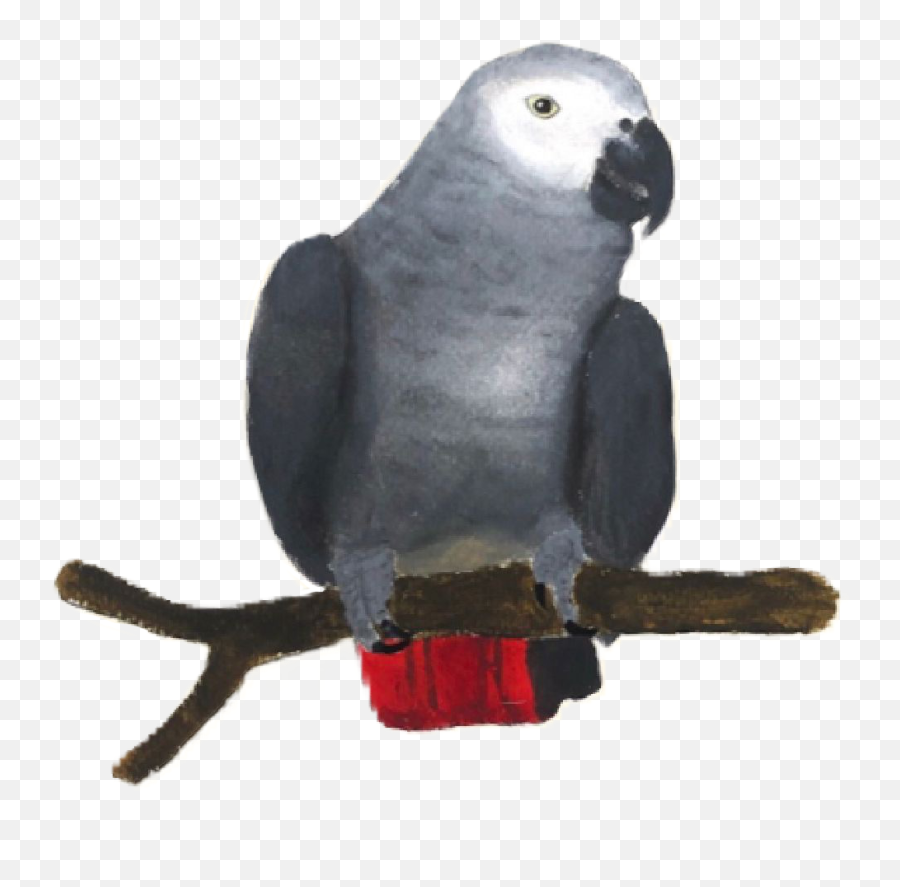 Mariannes World - Grey Parrot Emoji,African Grey Parrot Reading Emotions