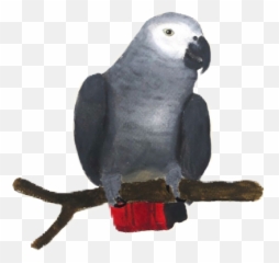 Mariannes World - Grey Parrot Emoji,African Grey Parrot Reading Emotions