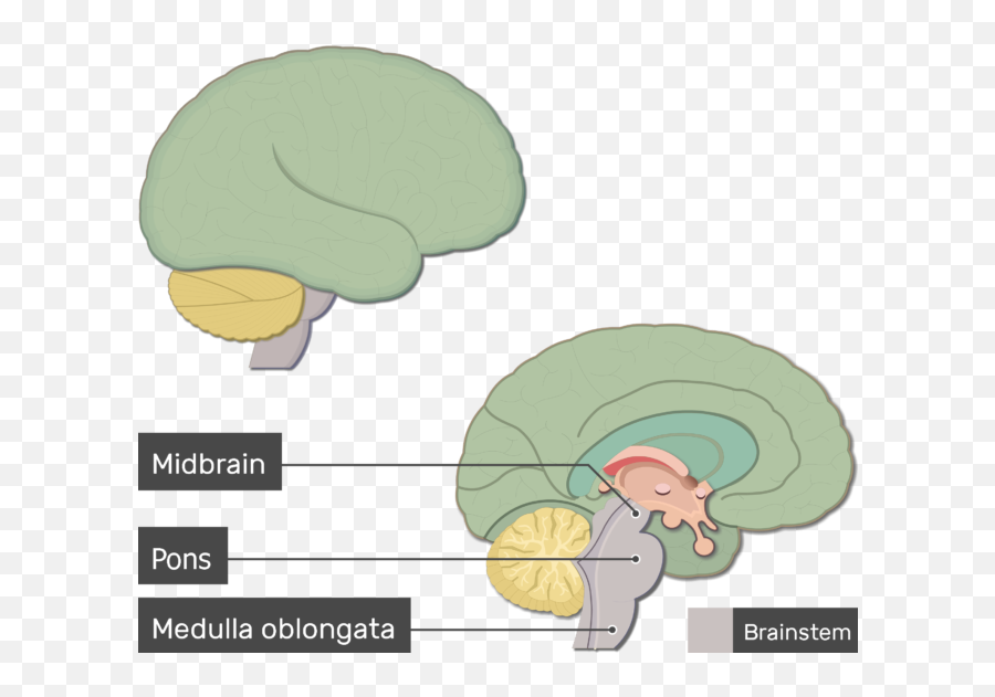 Overview Of Major Brain Structures And Functions - Adult Brain Structures Labeled Emoji,Which Nuclei Are Responsible For Processing Emotion And Memory