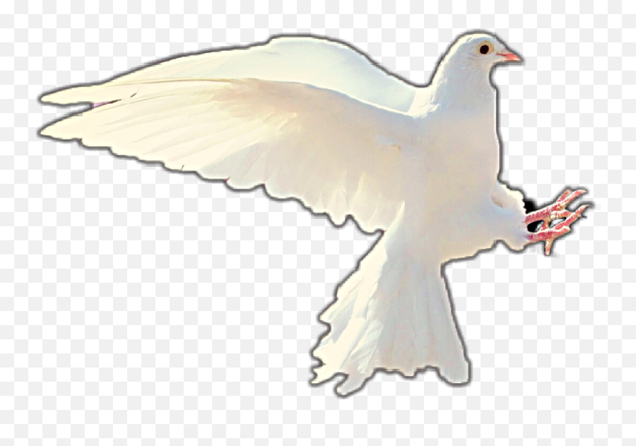 Dove Doveofpeace Peace Sticker - Beyaz Ku Duvar Kad Emoji,Dove Emoji App