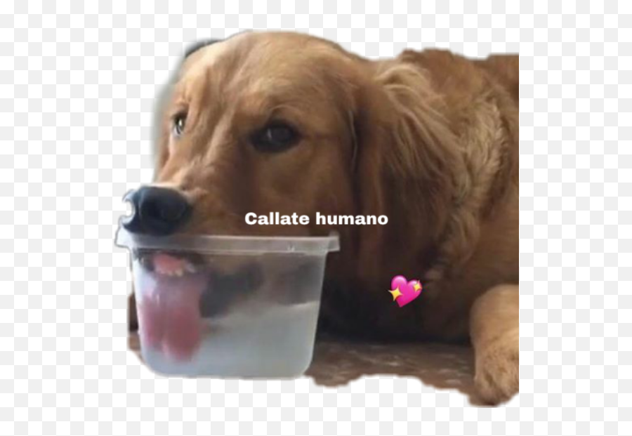 Perros Stickers Sticker By Ambarsilva2108 - Dog Toy Emoji,Dog Treat Emoji
