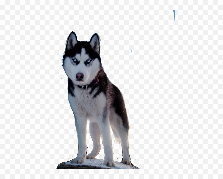 Doghusky Sticker By Mislen - Black Husky Emoji,Siberian Husky Emoji