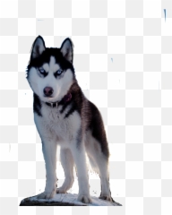 Doghusky Sticker By Mislen - Black Husky Emoji,Siberian Husky Emoji