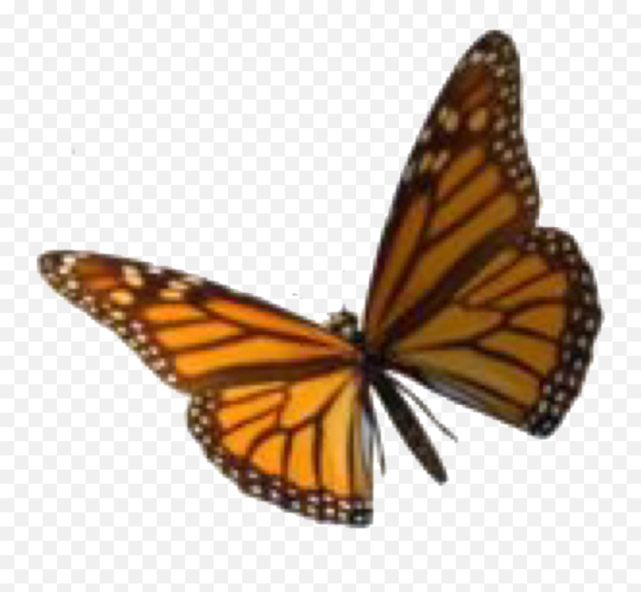 Orange Butterfly Wallpaper Vsco - Aesthetic Png Stickers Brown Emoji,Butterfly Emoji Png