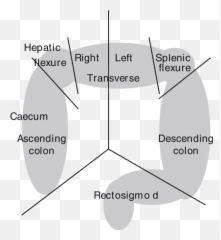Abdomen Was Divided Into Seven Zones - Dot Emoji,Emotions Of The Splenic Flexure