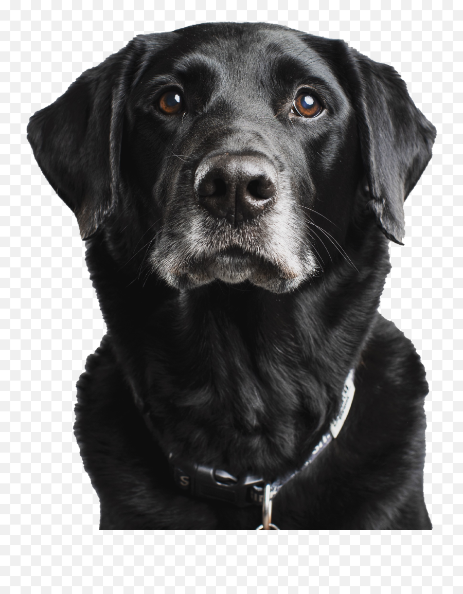 Black Lab Gifs - Black Labrador Gif Emoji,Happy Birthday Emoticons With Labrador Retriever