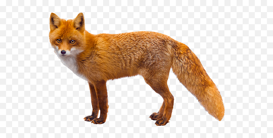 Fox In A White Background Emoji,Star Fox Emojis