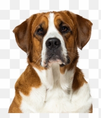 Inupathy - Collar Emoji,Dogs Emotions