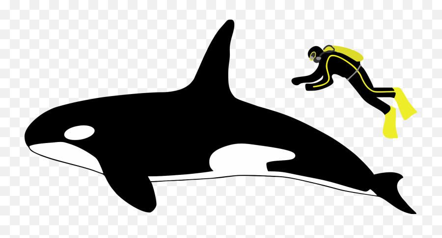 What Are Some Facts About Sharks And Dolphins - Quora Orca Size Compared To Human Emoji,Dolphin Emotions