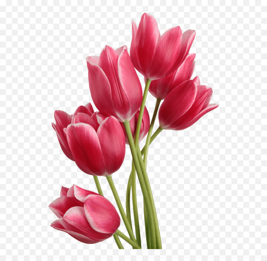 Tulip Bouquet - Tulips Png Emoji,Boquet Emoji