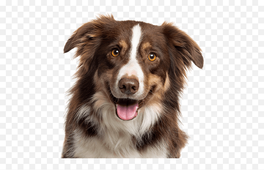 How To Train Your Dog The Key To A Reliable And Well - Happy Dog Face Hd Emoji,Gary Larson Dog Emotion