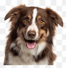 How To Train Your Dog The Key To A Reliable And Well - Happy Dog Face Hd Emoji,Gary Larson Dog Emotion
