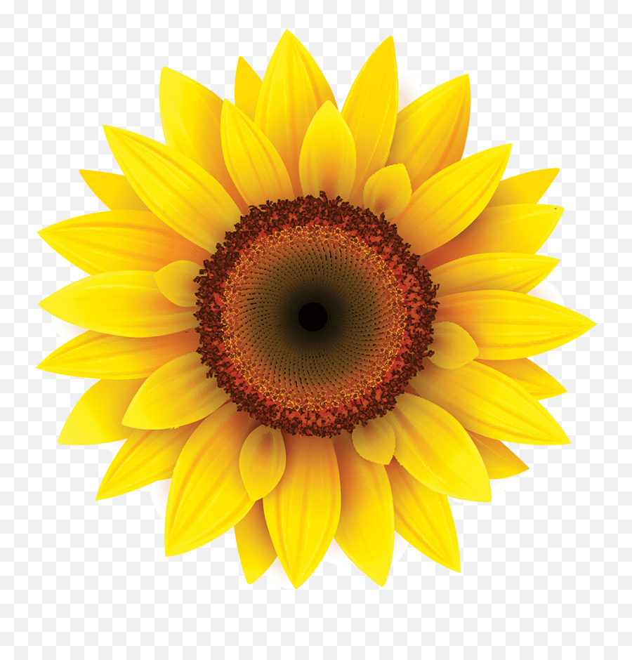 How To Rebuild Your Fb Audience After A Break Or Holiday Emoji,Sunflowers Emotion