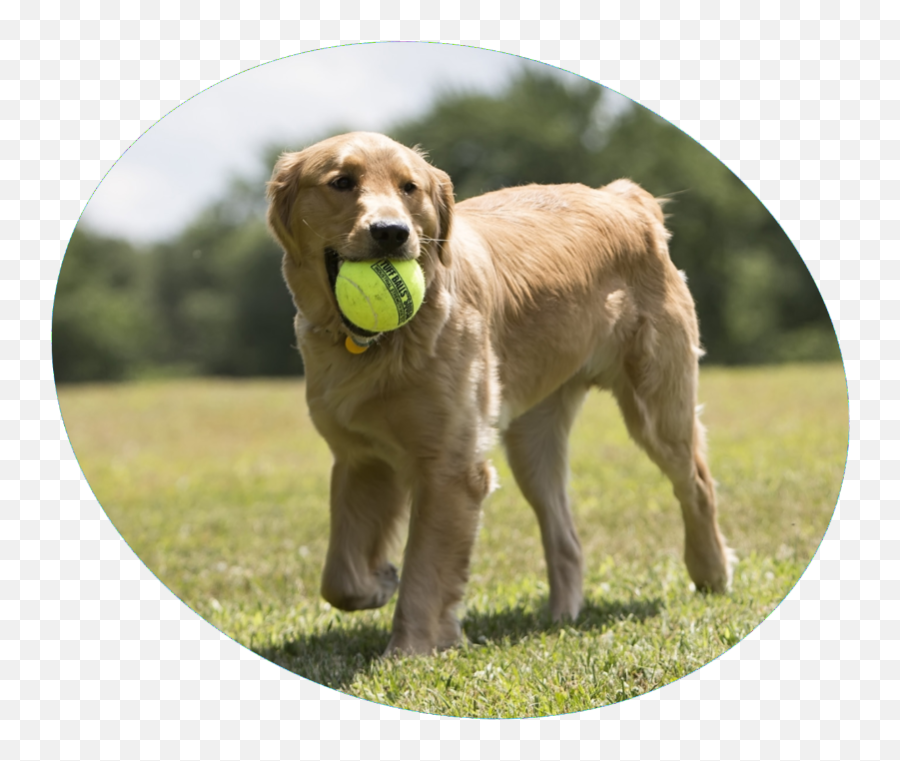Happy Birthday Tennis Balls - Dog Toy Emoji,Happy Birthday Emoticons With Labrador Retriever