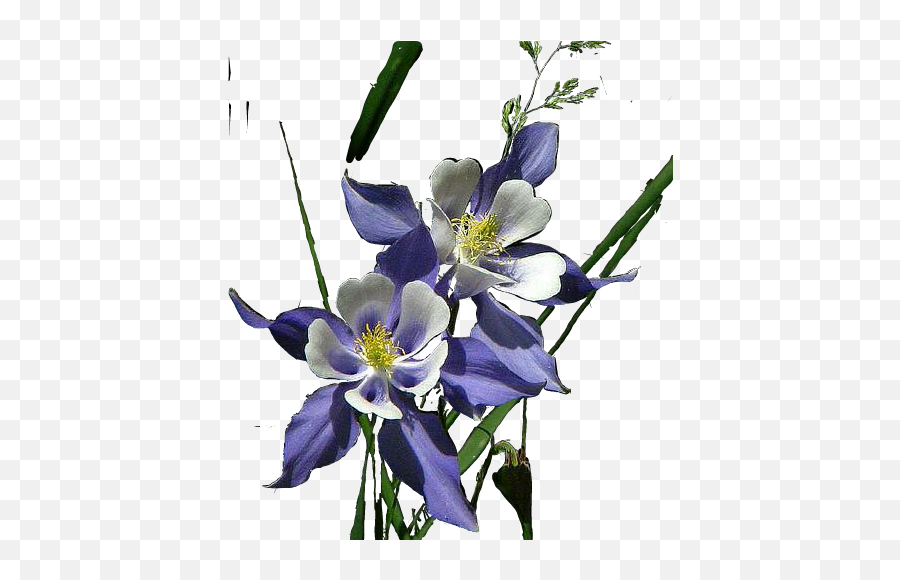 Flower Sticker - Columbine Emoji,Emojis Columbine