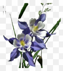 Flower Sticker - Columbine Emoji,Emojis Columbine