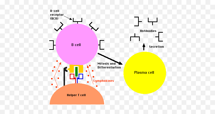 Immune - Helper T Cell And B Cell Emoji,Emojis With Hig Hctr