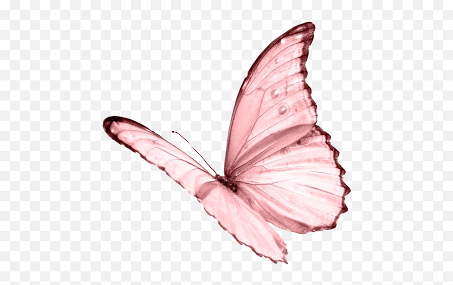 Insect Insects Butterfly Butterflys Sticker By Proomo - Pink Butterfly Transparent Background Emoji,Emoji For Apple With Insects