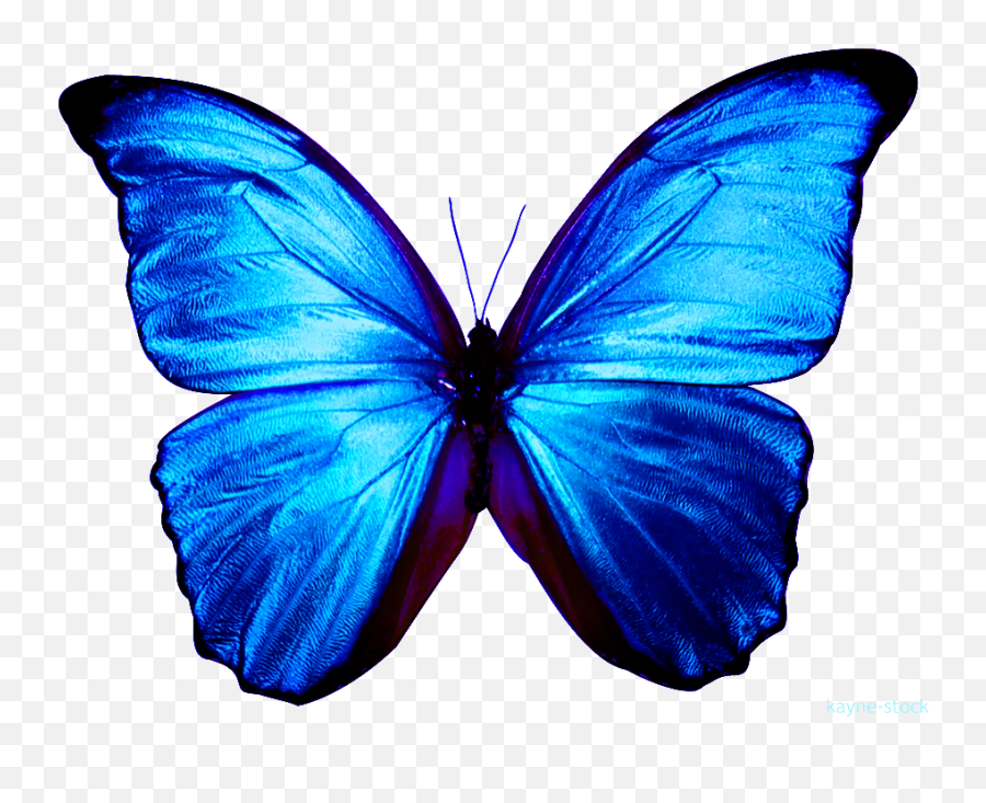 Related Wallpapers - Blue Butterfly Clipart Full Size Blue Butterfly Png Emoji,Purplebutterfly Emojis