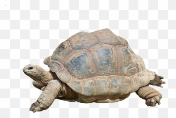 The Most Amazing Random Movie Facts Ever - Tortoise Turtle Emoji,Disney Movie Emoji Quiz